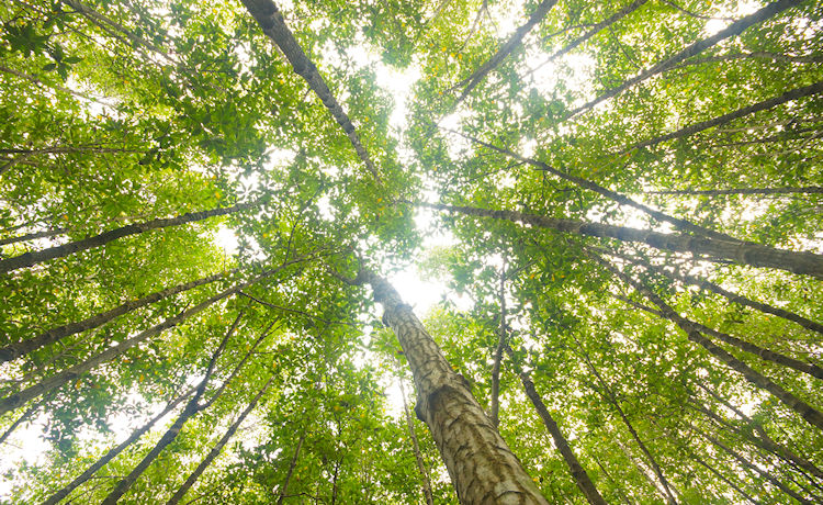 20241115-indexatie-aankondiging-bomen-met-zon