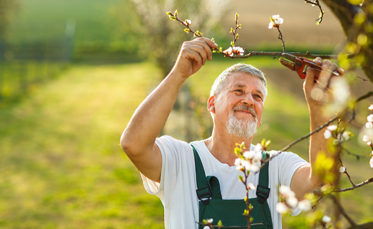 illustratie man met snoeischaar